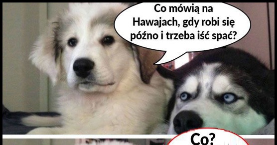 Co mówią na Hawajach gdy robi się późno i trzeba iść spać?