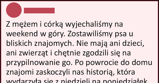 Dlatego właśnie psy są cudowne! 