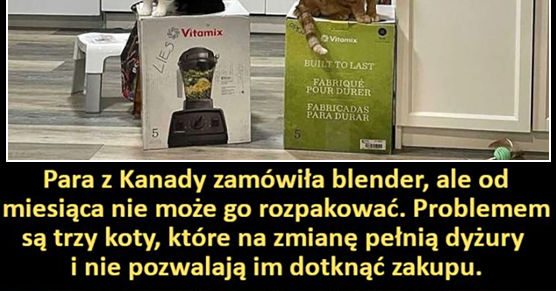 Walka o dominację nad kartonowym pudełkiem